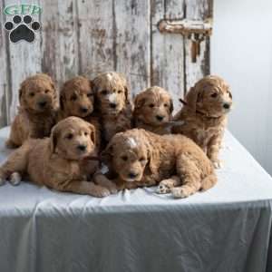 Garnett, Mini Goldendoodle Puppy